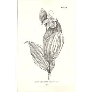 Showy Lady's-Slipper Cypripedium Reginae 1963 Wildflower Engraving SI14